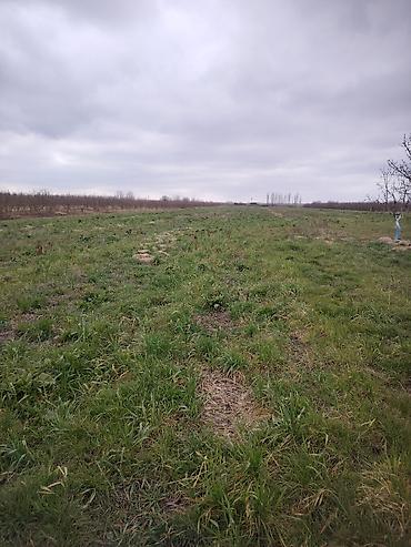 bilgeh ev satilir: 150 sot, Kənd təsərrüfatı, Kupça (Çıxarış) — 3