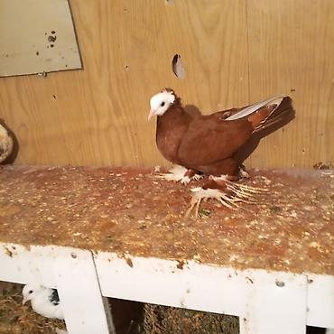 Göyərçinlər: Ağ baş göyerçin mayadi tək o 30 manatdi 3 balası balaların biri 10 — 9