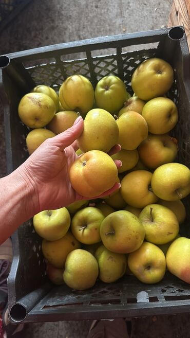 Яблоки: Яблоки Превосходное — 3