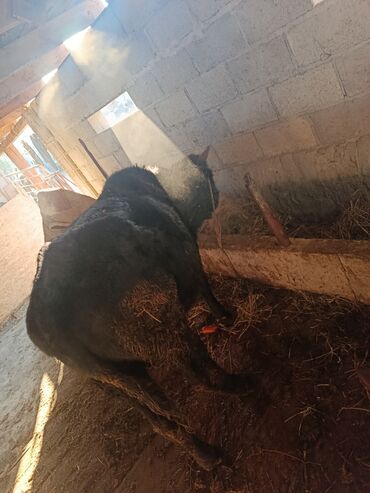 рабочая виза в корею для граждан кыргызстана 2018: Продаю | Бык (самец) | На откорм