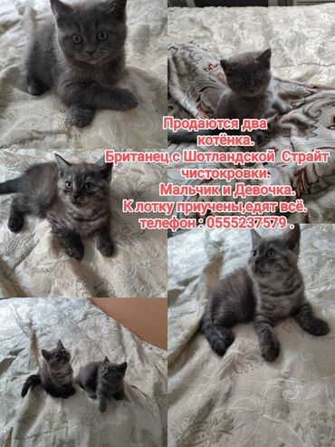 продажа домашних животных: Шотландские котята
