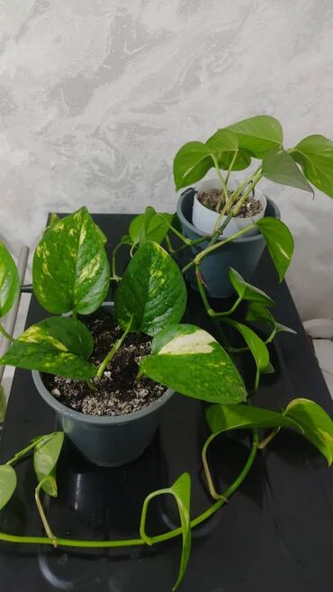 Другие комнатные растения: Продаю цветы — 14