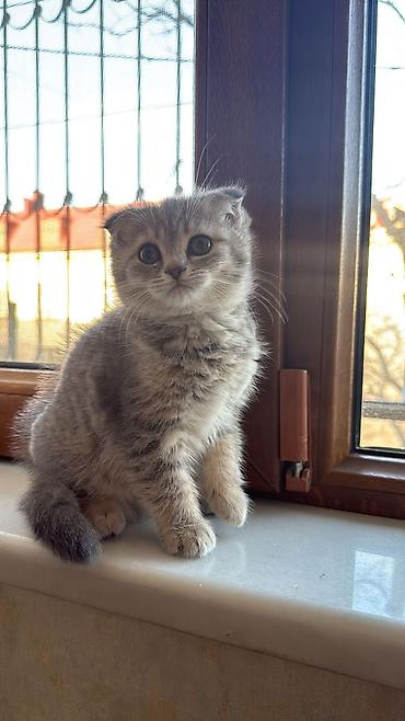 Pişiklər: Şotland — 10