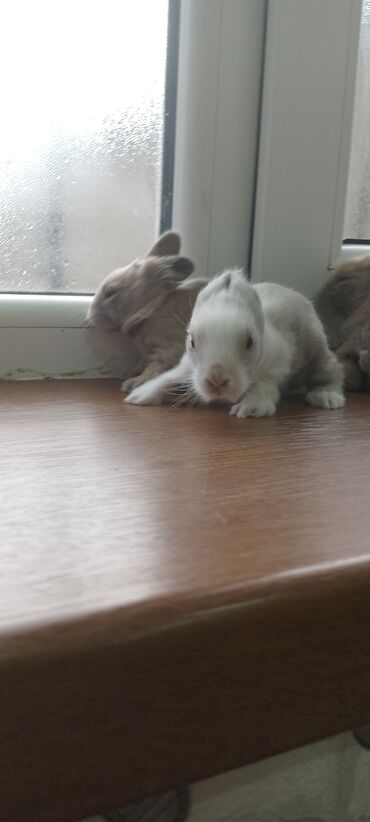 Dovşanlar: Akor balası 8 manat - Cins: akor (ev dovşanı) - - Rənglər: krem — 2