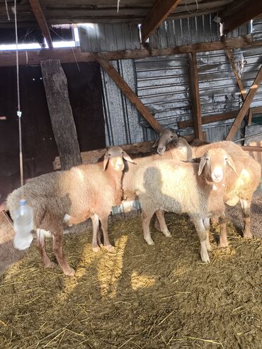 Баран, овца: Продаю 4 кочкорика at lalafo.kg — 1 Баран, овца: Продаю 4 кочкорика — 1