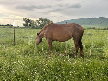 Лошади, кони: Продаю | Кобыла (самка) | Полукровка | Для разведения