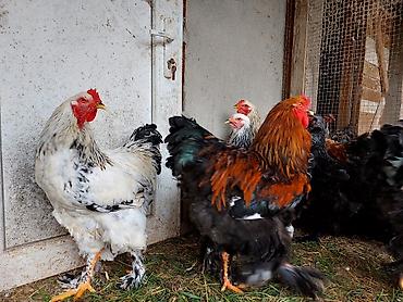 brama cuceler: Brahma cinsli toyuqlar və xoruzlar - İri cüssəli, güclü skeletli — 1