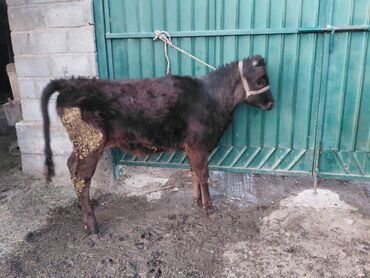 Коровы, быки: Продаю | Бык (самец) | Полукровка | На откорм | Привязанные — 6