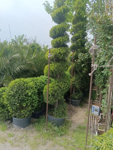 Şitillər: Qazon landşaft #qazon #torf #torf250litrlik Ekolayf #ekolayf balaken — 18