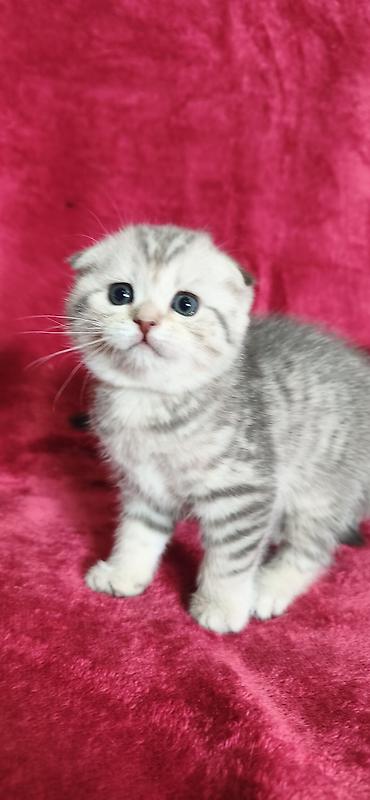 Продажа кошек: Предлагается к предварительному резерву котенок. Скоттиш Фолд. Девочка — 6