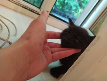 шотландский прямоухий кот: Все котята черного цвета всего их пять отдам даром в хорошие руки