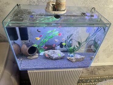 купить котенка в баку: Dördbucaq akvarium, Balıqlarla birlikdə, 90 l lalafo.az -da купить котенка в баку: Dördbucaq akvarium, Balıqlarla birlikdə, 90 l