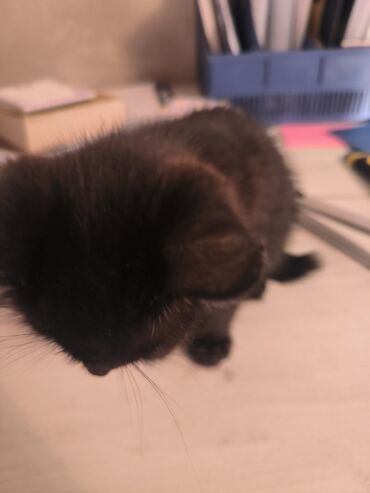 отдам котят в добрые руки: Котята домашние, короткошёрстные. - Окрас: один полностью чёрный;