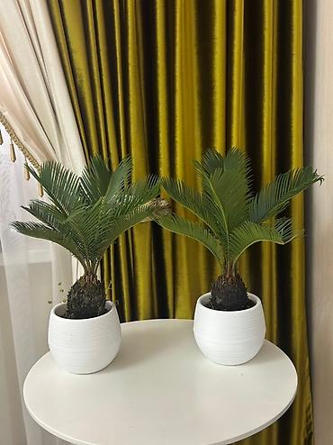 Комнатные растения: 🌿 Сатылат! Кооз декоративдүү өсүмдүк – сикас (Sago Palm) 🌿 Интерьерди — 1