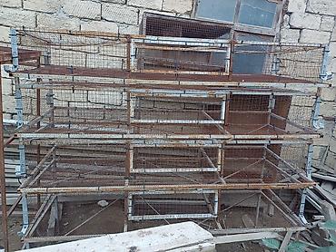 İnkubatorlar: Salam hazır biznes quşculugnan meşqul olmaq isdiyen şexslerin nezerine — 7