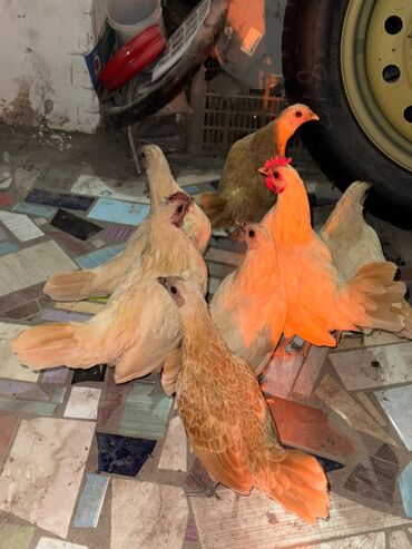 куплю йоркширского терьера: Срочно продам