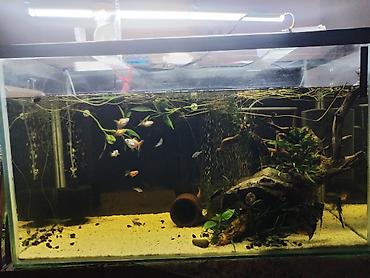 Dördbucaq akvarium, Boş, 270 l, Ödənişli çatdırılma