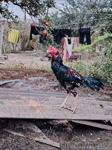 Digər quşlar: Yaş yarımlıq xoruzdu damazlıq dimdiyi əyridi amma problemi yoxdu əyri — 4