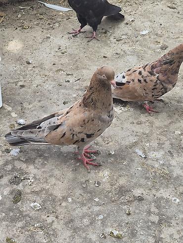 etibarlı ellere pisik: Sarı əbreş ərkey.Sağlam quşdu.Öz quşlarımın balasıdı.keçən yqy — 2