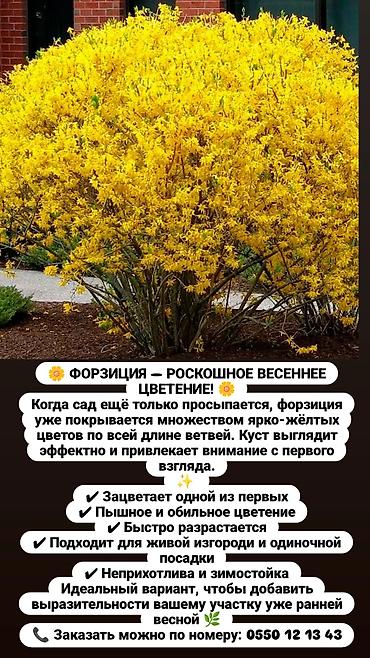 комоды бишкек: Многолетние кустарники,цветы для сада. Бишкек — 8