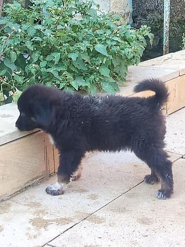 coban itlerin satisi: Qafqaz çoban iti, Peyvəndli — 2
