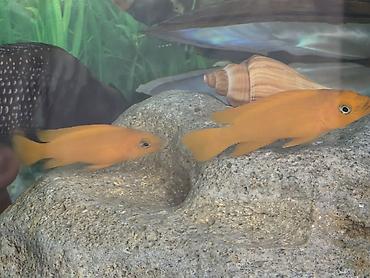 Balıqlar: Tanqanika baliklari hamsi birlikdə satlir 16 dənə Yekədirler -da lalafo.az — 4 Balıqlar: Tanqanika baliklari hamsi birlikdə satlir 16 dənə Yekədirler — 4