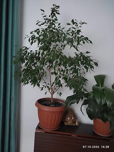 Фикусы: Комнатные растения в горшках: 1) Фикус Бенджамина (Ficus benjamina) - — 1