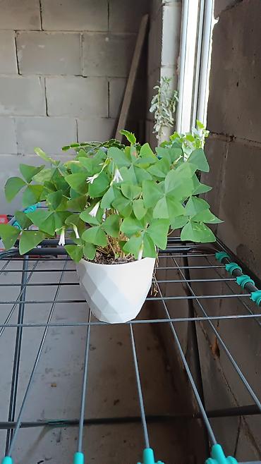 Денежное дерево: Толстянка (денежное дерево) в горшке. - Сорт: Crassula ovata — 12