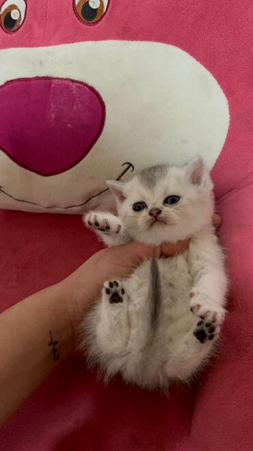 Pişiklər: 200 manatdan başdıyan qiymətlər 1000 manata kimi. Qiymət pişiyin — 9