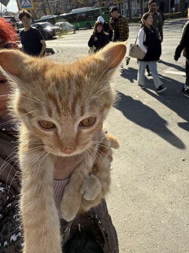 мейн кун бишкек питомник lyubushka купить котенка цена фото: Кошка даром: Беспородная, 2 месяца, Мальчик, С прививками