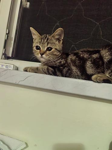 qarğa balası satılır: Şinşilla, Erkək, Ödənişli çatdırılma, Pulsuz çatdırılma, Ünvandan götürmə — 2