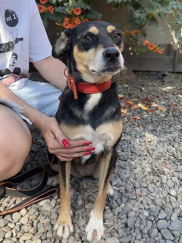 Отдам даром собаку: Собака даром: Дворняжка, 2 года, Самка, С прививкой — 5