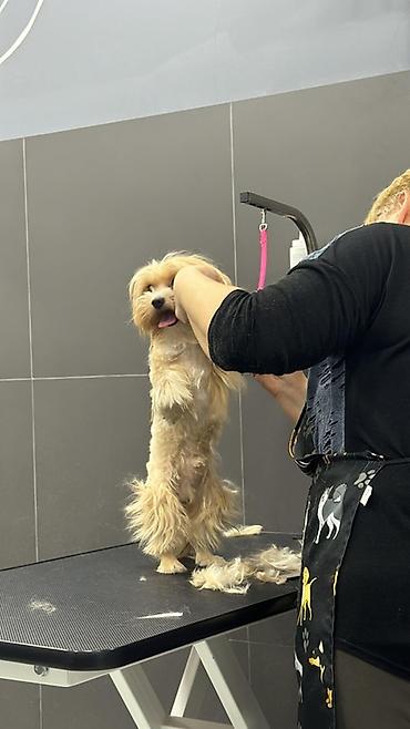 İtlər: Micro Malta Balonka.maksimum 2kq olur. Boyumeyen mınıatur Cıns ana — 6