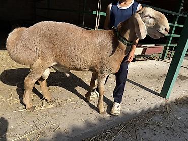 Продам с/х животных: Продаю | Баран (самец) | Для разведения | Племенные — 4