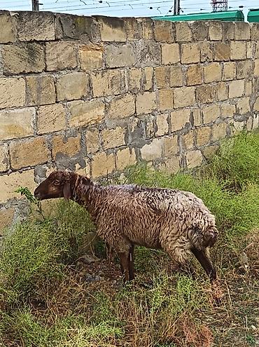sarı dana: 6 baş qoyundu tam sağlamdırlar, qurd və kəpənək dərmanı verilib. Həm — 6