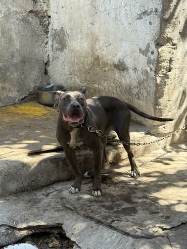 pitbull ag: Pitbul, 2 il, Dişi, Peyvəndli