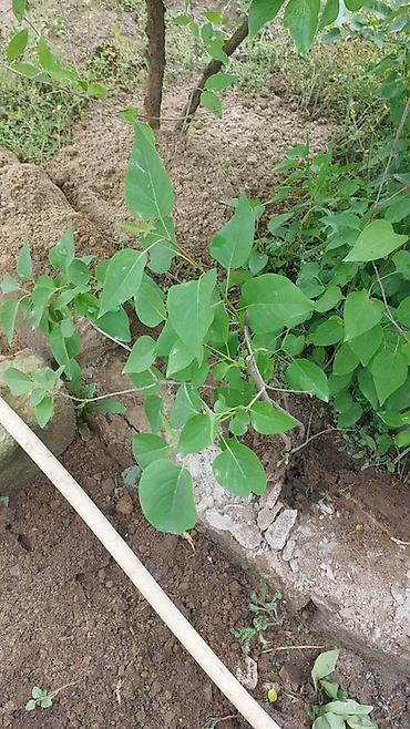 zambaq gülü: Məhsul: Yasəmən (Syringa) kolu – canlı dekorativ bitki Böyük 8azn — 2