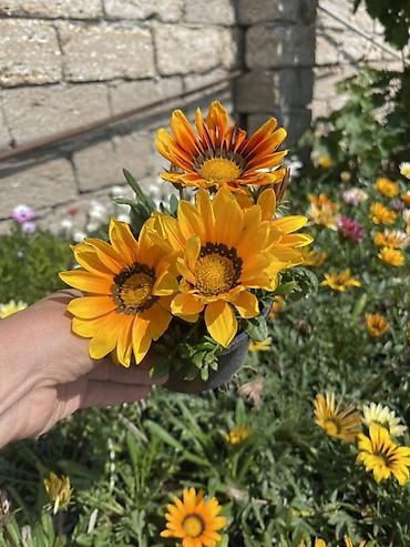 gul toxum satışı: Qırmızı sardunya, papatya və narıncı-akçaçiçək (tagetes) fidanları - — 9