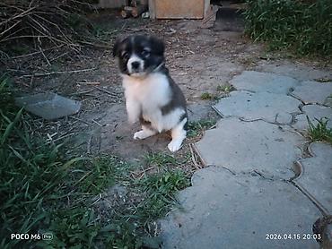 Отдам даром собаку: Щенки -дворняжкиДевочки все 5-недель,звотночки- будут среднего — 4