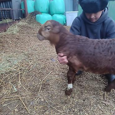 Баран, овца: Продаю | Овца (самка) | Арашан | Для разведения | Котные — 12