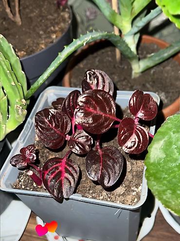 Otaq bitkiləri: Butun guleri endirimnen satiram ancag xanimlara satiw olur cox gul — 39