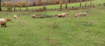 Qoyunlar, qoçlar: Dişi, Romanov, Qala, il: 1, 1 kq, Damazlıq, Südlük, Rayonlara çatdırılma, Ünvandan götürmə, Pulsuz çatdırılma — 10