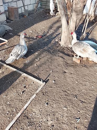 Ördəklər: Salam heyvanlar kom satilir 5feredi 1de erkey yumurtaya hazir -da lalafo.az — 9 Ördəklər: Salam heyvanlar kom satilir 5feredi 1de erkey yumurtaya hazir — 9