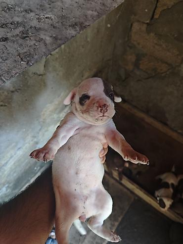 İtlər: Pitbul, 1 ay, Dişi, Ödənişli çatdırılma -da lalafo.az — 2 İtlər: Pitbul, 1 ay, Dişi, Ödənişli çatdırılma — 2