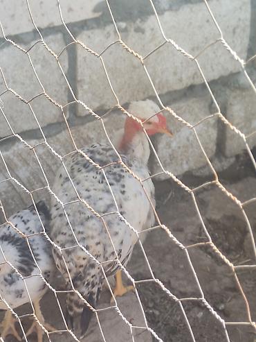 naxcivan heyvan elanlari: Sifariş üçün yerli fermada bəslənən toyuqlar Məhsul təsviri: - Ev — 4
