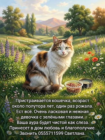 Мышыктар сатылат: Британ кыска жүндүү, 2 айлык, Эркек, Боз, Курттардан тазаланган — 4