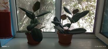 Фикусы: Фикусы — 9