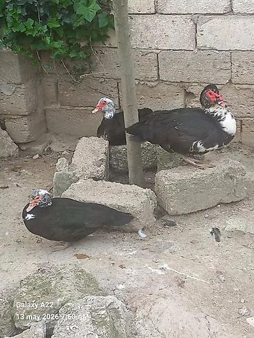Yumurta: Musk ördəyi yumurtası lal ördek - Növ: Muskoviy (musk) ördəklərinin — 4