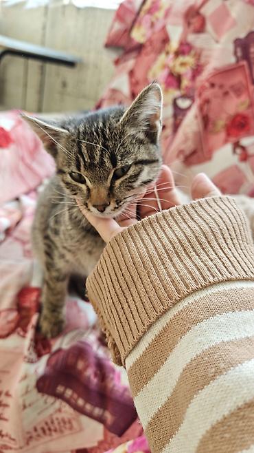 хочу котёнка: Кошка даром: Беспородная, 2 месяца, Девочка — 6
