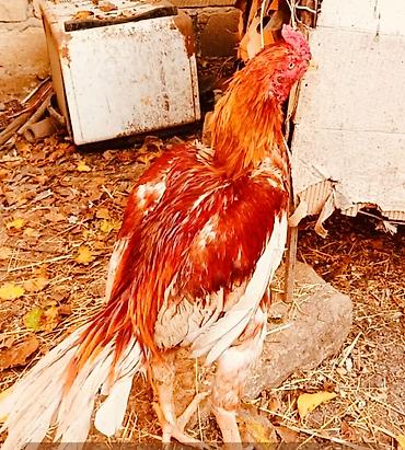 damazlıq heyvanların satışı: Salam bu heyvanlarin yumurtaları satılır temiz qan heyvandilar ünvan — 1